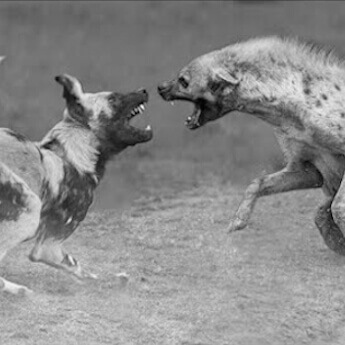 HYENA VS AFRICAN WILD DOG audiosample